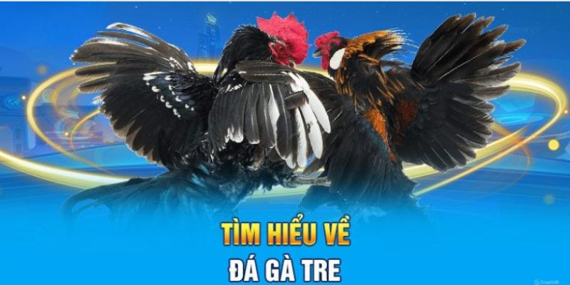 Đặc điểm của hình thức đấu gà tre ở I9bet